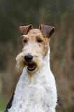 FOX TERRIER 566